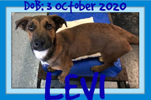 LEVI