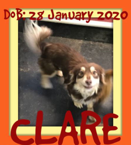 CLARE