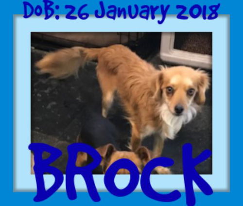 BROCK