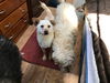 AUGGIE - South Korea Save