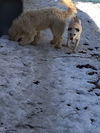 AUGGIE - South Korea Save