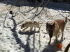 AUGGIE - South Korea Save