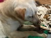 AUGGIE - South Korea Save