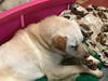 AUGGIE - South Korea Save