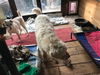 AUGGIE - South Korea Save