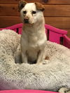 AUGGIE - South Korea Save