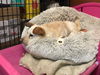 AUGGIE - South Korea Save