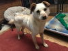 AUGGIE - South Korea Save