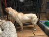 AUGGIE - South Korea Save