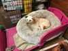 AUGGIE - South Korea Save