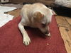 AUGGIE - South Korea Save