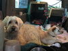 AUGGIE - South Korea Save