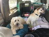 AUGGIE - South Korea Save