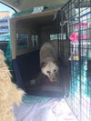 AUGGIE - South Korea Save