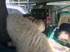 AUGGIE - South Korea Save