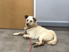 AUGGIE - South Korea Save
