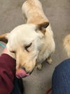AUGGIE - South Korea Save