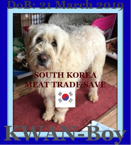 KWAN - South Korean Save