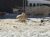 KWAN - South Korean Save