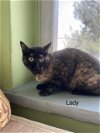 LADY - Afghan Kittie