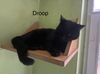 DROOP - Afghan Kittie