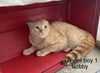 BOBBY - Afghan Kittie