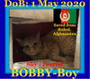 BOBBY - Afghan Kittie