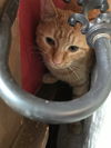 BOBBY - Afghan Kittie