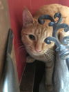 BOBBY - Afghan Kittie