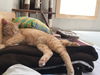 BOBBY - Afghan Kittie