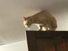 BOBBY - Afghan Kittie
