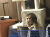 BOBBY - Afghan Kittie