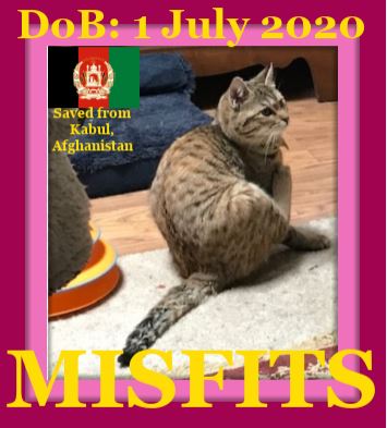 MISFITS - Afghan Kittie