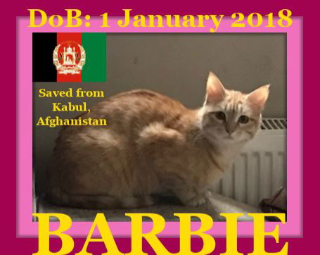 BARBIE - Afghan Kittie