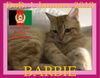 BARBIE - Afghan Kittie