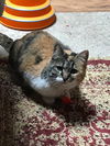 LOLA - Afghan Kittie