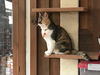 LOLA - Afghan Kittie