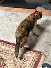 LOLA - Afghan Kittie