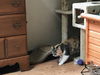 LOLA - Afghan Kittie