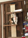 LOLA - Afghan Kittie