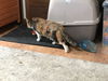 LOLA - Afghan Kittie