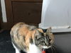 LOLA - Afghan Kittie