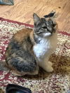 LOLA - Afghan Kittie