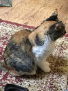 LOLA - Afghan Kittie