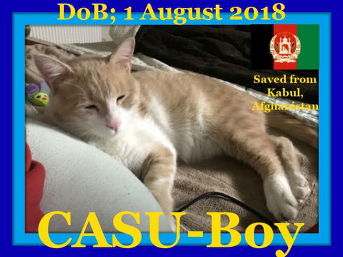 CASU-Boy - Afghan Kittie