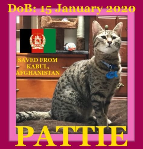 PATTIE - Afghan Kittie
