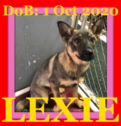 LEXIE