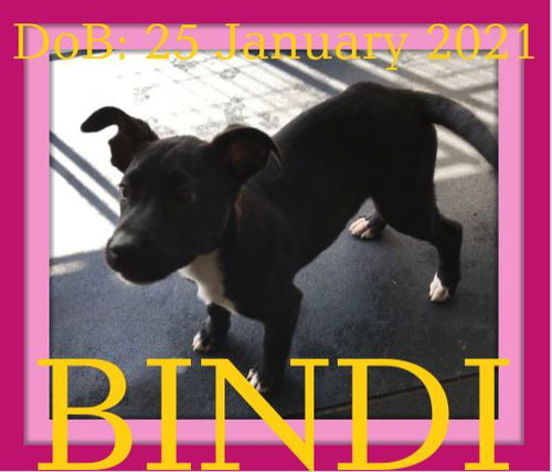 BINDI