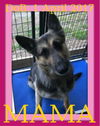 MAMA - Fostered in New Brunswick, Canada