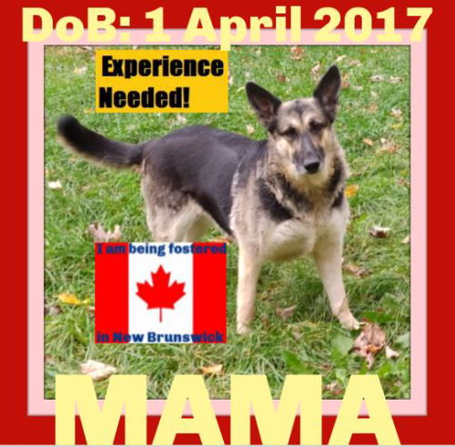 MAMA - Fostered in New Brunswick, Canada